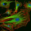 AP Biology  Biochem   Cells