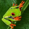 Ecology