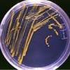 Micro Specimen Processing