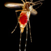 NAVMEDCOMINST 6230 2 Malaria Prevention and Contro