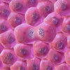 Cell Respiration