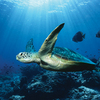 Biology   Chapter 16