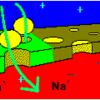 Neural Function  Lecture 6 