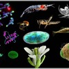 AP Biology Exam Review