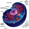 Cell Organelles