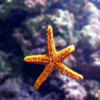 AP Biology  Organisms   Populations  Diversity