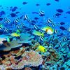 AP Biology  Organisms   Population  Ecology