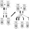 AP Biology  Heredity   Evolution  Heredity