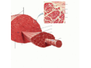 Muscles and muscle tissue