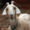 Se  or Billy Goat