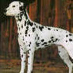 DOGS ARE AWESOME!