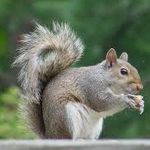 Squirrels are Great :)