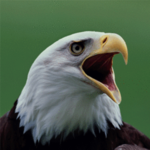 Hawaiian Screaming Eagles