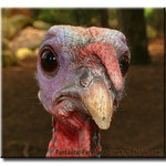 Southy's Turkey Faces
