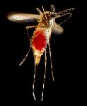 NAVMEDCOMINST 6230.2 Malaria Prevention and Contro