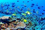 AP Biology  Organisms   Population  Ecology