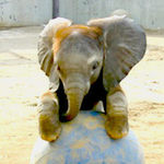 Elephants Never Forget