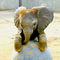 Elephants Never Forget